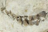 Bargain, Fossil Oreodont (Merycoidodon) Skull - South Dakota #241839-3